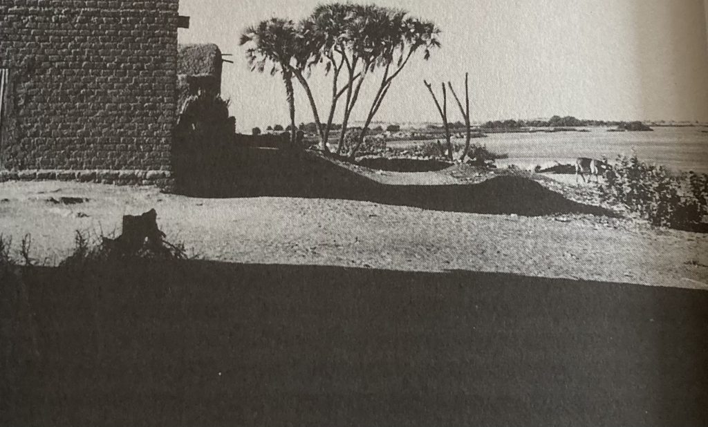 A palm tree grows next to two square buildings made of mudbricks. Two donkeys graze next to the sweep of a river.